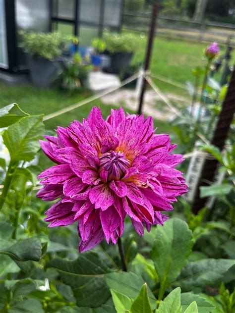The Mythical Legends Surrounding the Gleaming Magical Dahlia